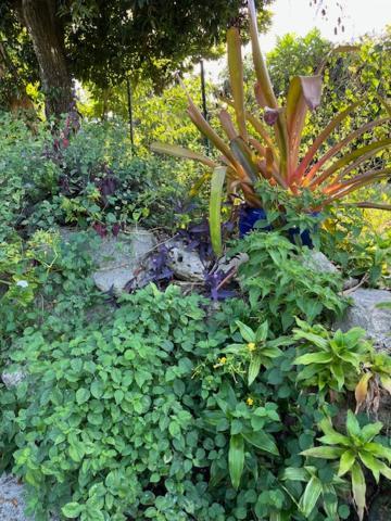 Jardin Des Anges-Bungalows Creoles Et Studio Le Moule Kültér fotó